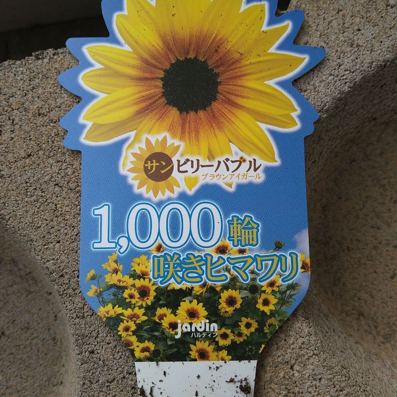 1000輪咲きヒマワリ　サンビリーバブル